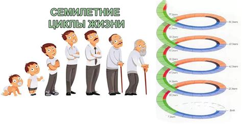 Естественный цикл жизни