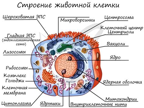 Жгутики у животных