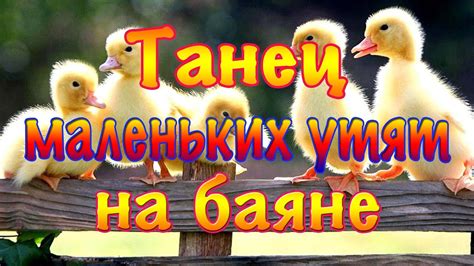 Забавные игры маленьких пернатых утят