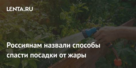 Забота о саженце после посадки
