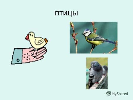 Зависимость несутия от вида птицы