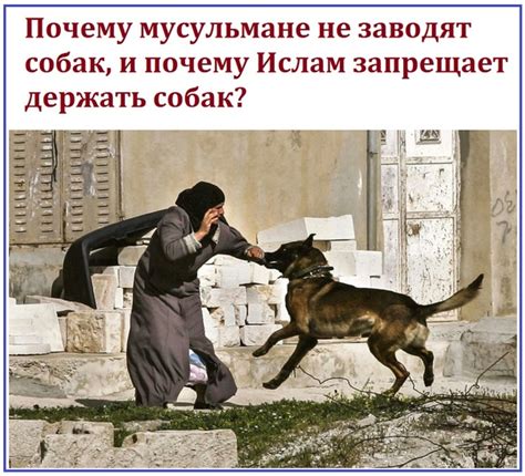 Заводить собаку по исламу: соответствие требованиям