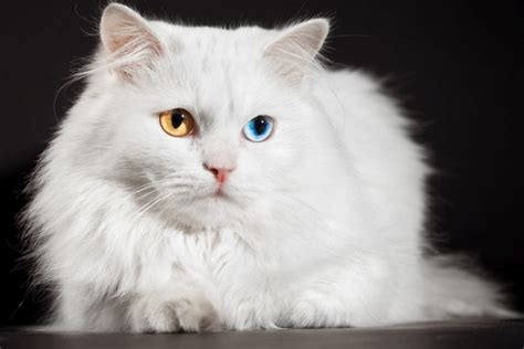 Загадочное мигание кота