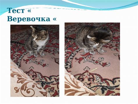 Загадочные способности кошки: взгляд изнутри