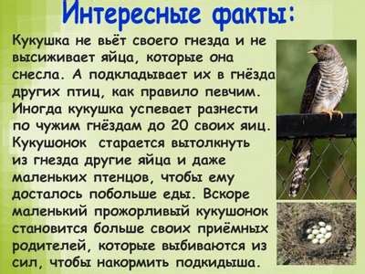 Загадочные факты о птичьих свирелях