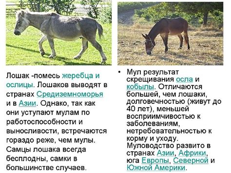 Зайцы и запасы: взаимодействие с другими животными