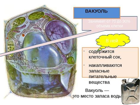 Запас питательных веществ