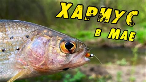 Запрет ловли на хариуса