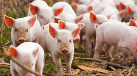 Запрет на ввоз и вывоз свиней и свиных продуктов