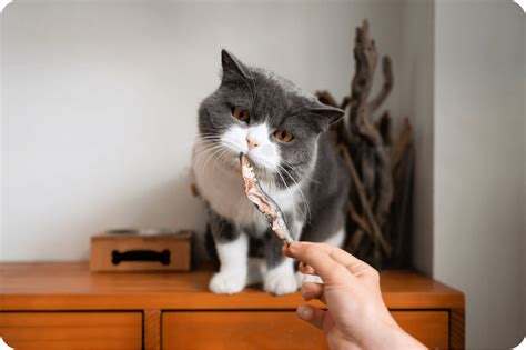 Зачем коту давать сырую свинину: истинные преимущества