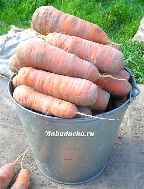 Зачем нужно знать, можно ли сажать морковь после томатов