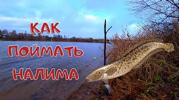 Зачем нужно ловить налима и как получить наибольший результат