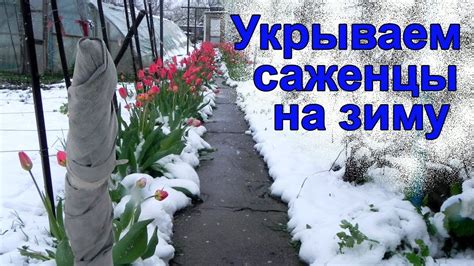 Зачем нужно укрывать растение от холода