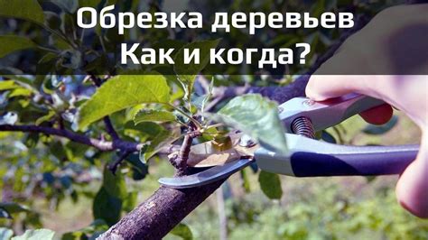 Зачем обрезать плодовые деревья