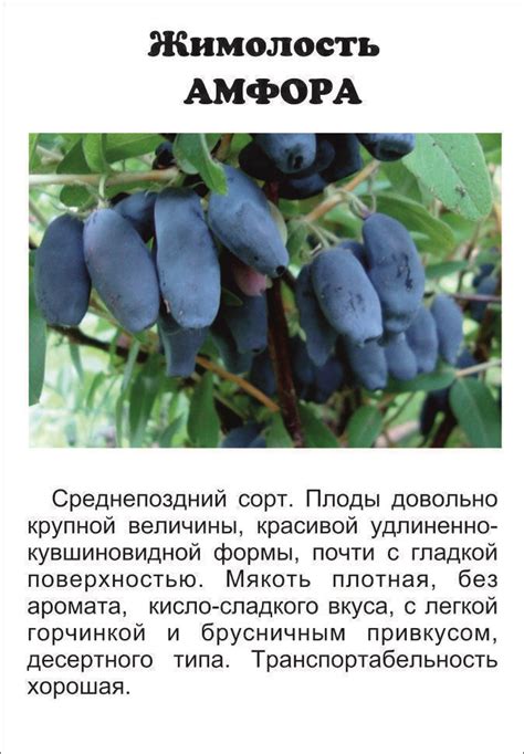 Зачем сажать жимолость осенью на Урале