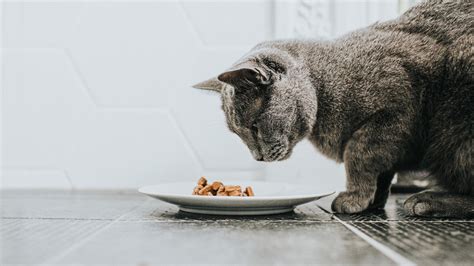 Защита здоровья вашей кошки