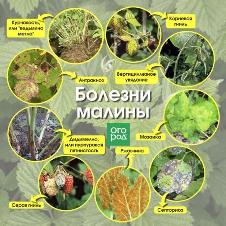 Защита малины от вредителей и болезней