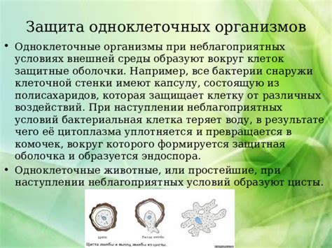 Защита растения от неблагоприятных факторов