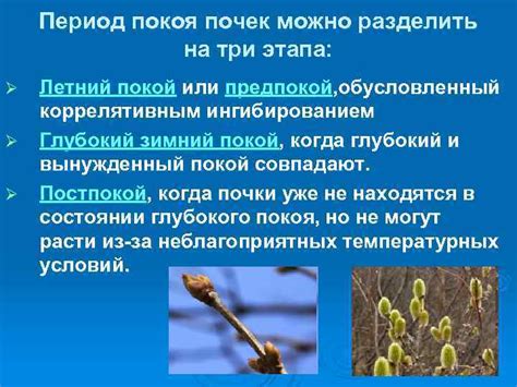Зима: период покоя и подготовка к весеннему росту