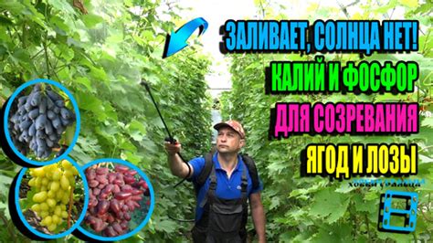 Зимние приемы для созревания ягод