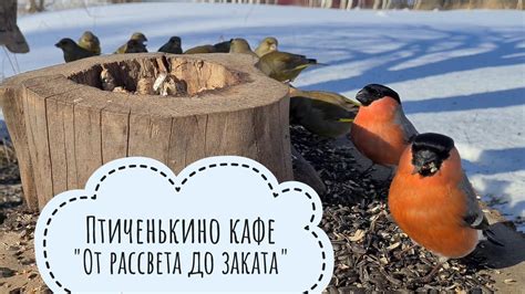 Зимний сезон - возможность для сбора зеленушек