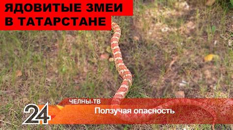 Змеи в Татарстане: периоды спячки