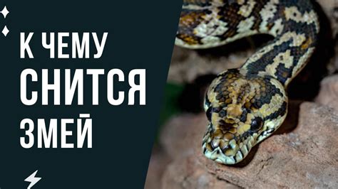 Змея во сне: символика и трактовки