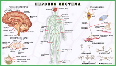 Значение аксонов для организма человека