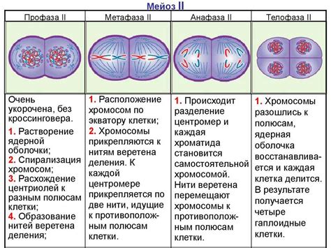 Значение видимости хромосом в клетке для изучения генетических процессов