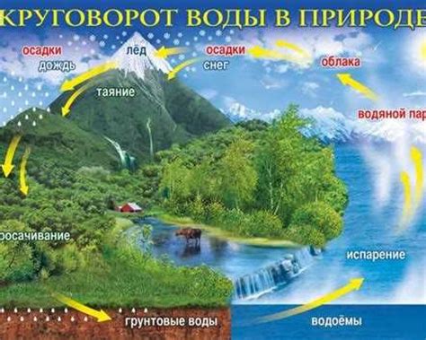 Значение выделения кислорода для экосистемы