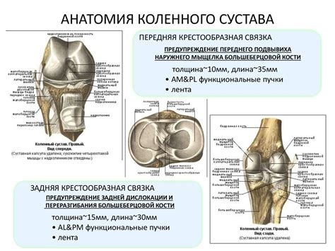 Значение в анатомии сустава