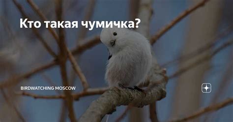 Значение запятой в разных контекстах