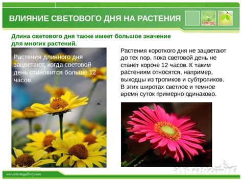 Значение короткого дня для природы