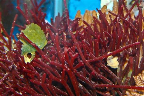 Значение красных водорослей для человека