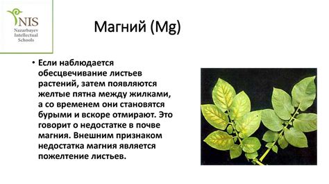 Значение микро и макроэлементов для аквариума