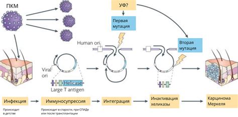 Значение обнаруженного полиомавируса