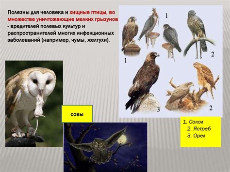 Значение первых птиц в экосистеме