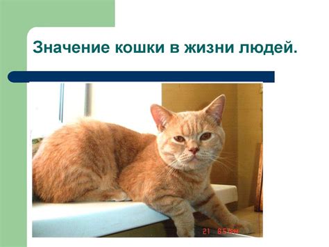 Значение поведения кошки