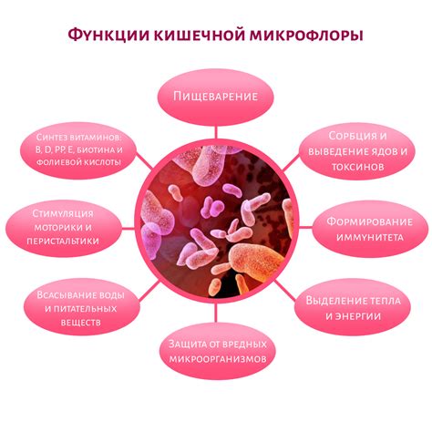 Значение пробиотиков для организма