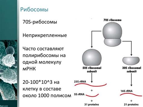 Значение рибосом для организма