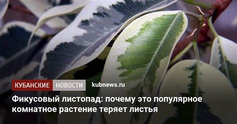 Значение температуры для опадения листьев у березы