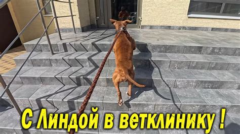 Значимость здоровья перед вязкой