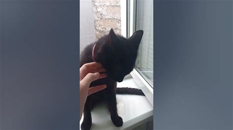 Игры и забавы с любимцем