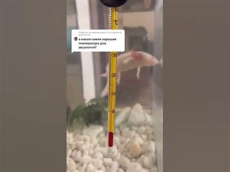 Идеальная температура воды