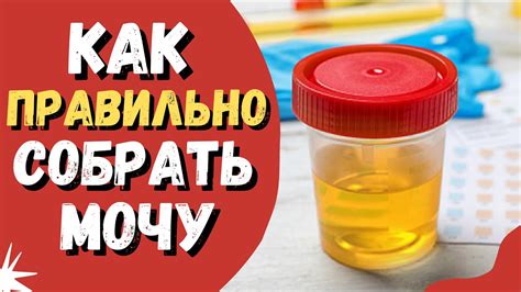 Идеальное время для анализа мочи