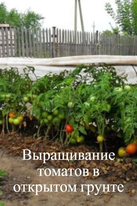 Идеальные условия для выращивания помидоров
