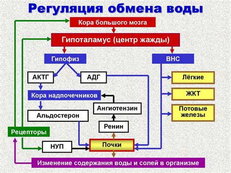 Изменение питания и водного баланса