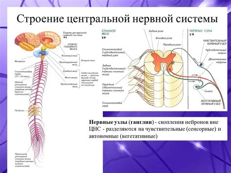 Изменение типа нервной системы