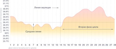Изменения базальной температуры в ранние недели беременности