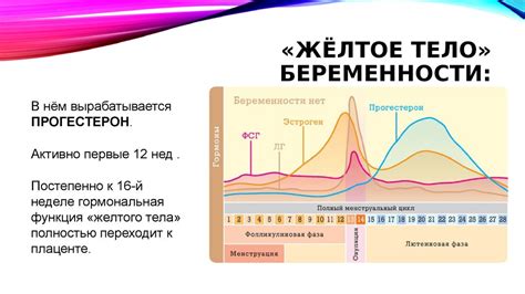 Изменения в организме женщины во время зачатия